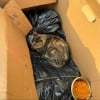 Illustration : Frigorifi&eacute;e, apeur&eacute;e et malade, cette chatte trouv&eacute;e dans un carton savoure enfin le confort d'une maison