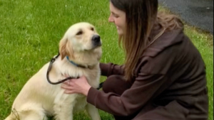 Illustration : Reconnaissante envers son adoptante, cette Golden Retriever sauvée de l'abattoir lui fait un câlin (vidéo)