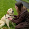Illustration : Reconnaissante envers son adoptante, cette Golden Retriever sauv&eacute;e de l'abattoir lui fait un c&acirc;lin (vid&eacute;o)