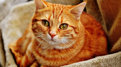 Illustration : Les chats roux sont-ils syst&eacute;matiquement des m&acirc;les ?