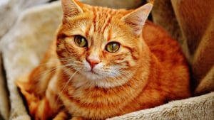 Illustration : "Les chats roux sont-ils systématiquement des mâles ?"
