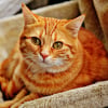 Illustration : Les chats roux sont-ils syst&eacute;matiquement des m&acirc;les ?