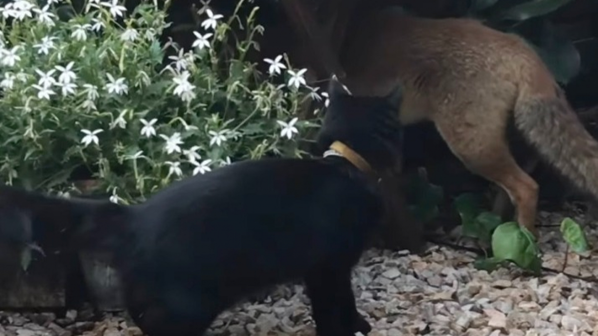 Illustration : "En vidéo, cette propriétaire filme son chat noir en train de jouer à cache-cache avec un renard sauvage"
