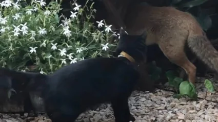 Illustration : En vid&eacute;o, cette propri&eacute;taire filme son chat noir en train de jouer &agrave; cache-cache avec un renard sauvage