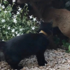 Illustration : En vid&eacute;o, cette propri&eacute;taire filme son chat noir en train de jouer &agrave; cache-cache avec un renard sauvage