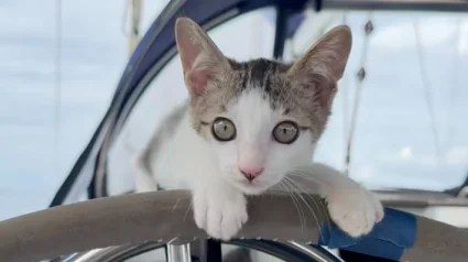 Illustration : &laquo; Ce chat vit sa meilleure vie &raquo;, cet ancien chaton errant se r&eacute;gale d&eacute;sormais de poisson frais sur le voilier de ses ma&icirc;tres (vid&eacute;o)