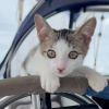 Illustration : &laquo; Ce chat vit sa meilleure vie &raquo;, cet ancien chaton errant se r&eacute;gale d&eacute;sormais de poisson frais sur le voilier de ses ma&icirc;tres (vid&eacute;o)