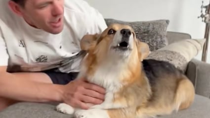 Illustration : Ce Corgi devenu silencieux apr&egrave;s la mort de son fr&egrave;re a retrouv&eacute; sa voix gr&acirc;ce &agrave; l&rsquo;amour de sa famille (vid&eacute;o)
