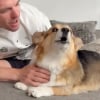 Illustration : Ce Corgi devenu silencieux apr&egrave;s la mort de son fr&egrave;re a retrouv&eacute; sa voix gr&acirc;ce &agrave; l&rsquo;amour de sa famille (vid&eacute;o)