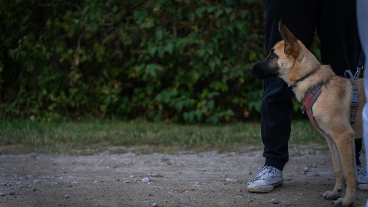 Illustration : "Éducation canine : la science confirme que les colliers électriques augmentent le stress"