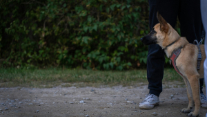 Illustration : "Éducation canine : la science confirme que les colliers électriques augmentent le stress"