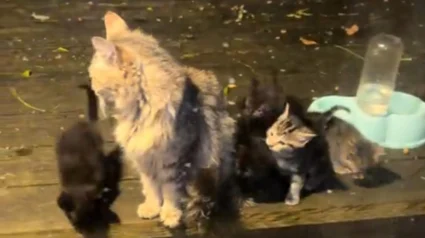 Illustration : Une chatte errante d&eacute;pose spontan&eacute;ment ses 5 chatons devant la baie vitr&eacute;e de la famille qui l'a nourrie pendant 2 ans (vid&eacute;o)
