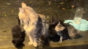 Illustration : Une chatte errante dépose spontanément ses 5 chatons devant la baie vitrée de la famille qui l'a nourrie pendant 2 ans (vidéo)
