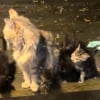Illustration : Une chatte errante d&eacute;pose spontan&eacute;ment ses 5 chatons devant la baie vitr&eacute;e de la famille qui l'a nourrie pendant 2 ans (vid&eacute;o)