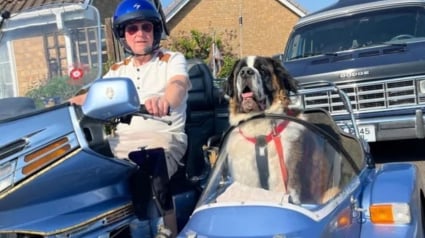Illustration : Ce Saint-Bernard sauv&eacute; apr&egrave;s un abandon sillonne d&eacute;sormais les routes &agrave; bord du side-car de son adoptant