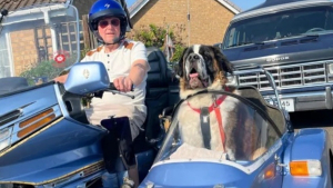Illustration : Ce Saint-Bernard sauvé après un abandon sillonne désormais les routes à bord du side-car de son adoptant