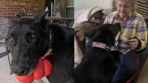Illustration : Après plus de 30 ans dans la police, elle adopte un chien retraité de l'armée ayant perdu sa queue lors d'une mission