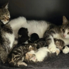 Illustration : Abandonn&eacute;es dans une jardini&egrave;re recouverte de plastique, 3 chattes gestantes trouvent r&eacute;confort et s&eacute;curit&eacute; dans des foyers d'accueil