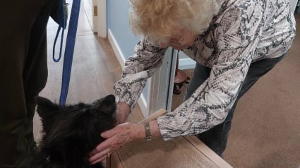 Illustration : Gravement bless&eacute; puis sauv&eacute; en Roumanie ce courageux chien devient chien de th&eacute;rapie pour personnes &acirc;g&eacute;es