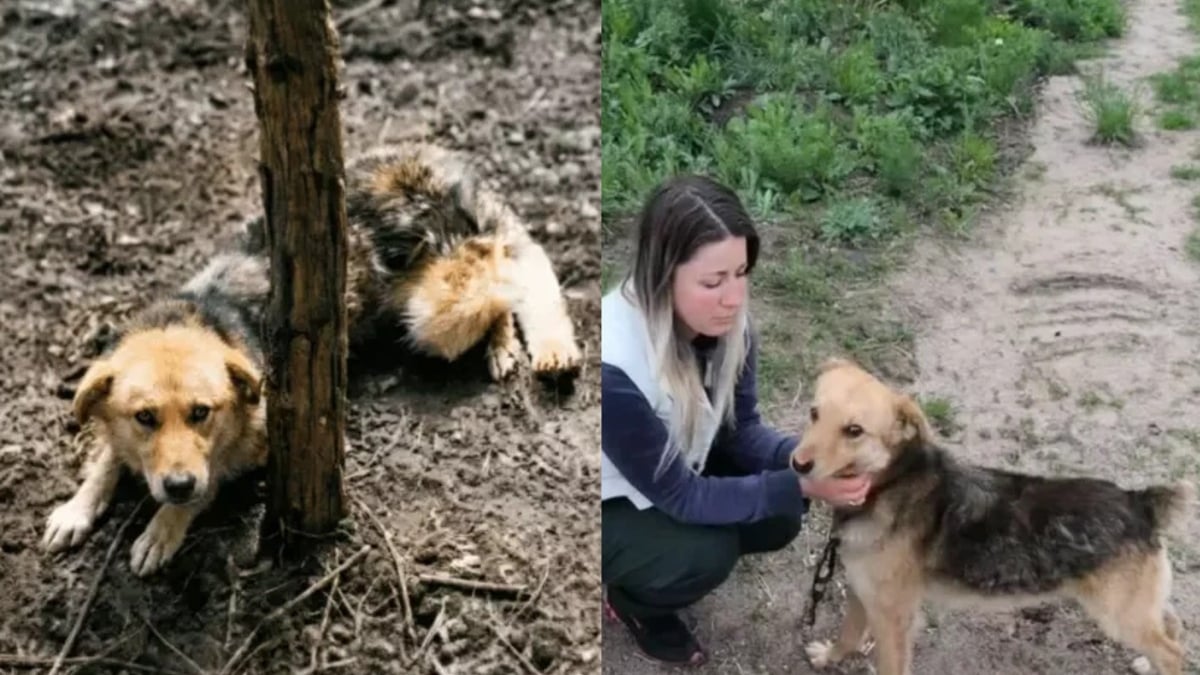Illustration : "Une femme découvre un chien attaché à un arbre depuis une semaine et mobilise bénévoles et policiers pour le sauver"