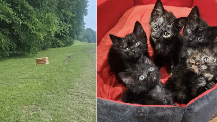 Illustration : Une enseignante fait demi-tour devant une caisse abandonn&eacute;e, sauve 5 chatons &acirc;g&eacute;s d&rsquo;&agrave; peine 10 jours et finit par adopter l'un d'eux
