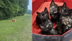 Illustration : "Une enseignante fait demi-tour devant une caisse abandonnée, sauve 5 chatons âgés d’à peine 10 jours et finit par adopter l'un d'eux"