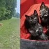 Illustration : Une enseignante fait demi-tour devant une caisse abandonn&eacute;e, sauve 5 chatons &acirc;g&eacute;s d&rsquo;&agrave; peine 10 jours et finit par adopter l'un d'eux