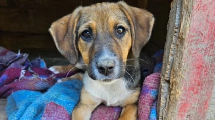 Illustration : Couvert de puces et de tiques dans un champ, ce chiot est un &laquo; petit miracle qui attend une famille aimante pour toujours &raquo;