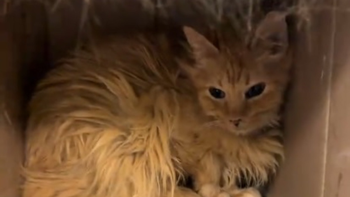 Illustration : "Rescapée d'une maison surpeuplée, cette chatte séniore à la timidité extrême accepte doucement les caresses de sa mère d'accueil (vidéo)"