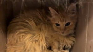Illustration : "Rescapée d'une maison surpeuplée, cette chatte séniore à la timidité extrême accepte doucement les caresses de sa mère d'accueil (vidéo)"