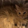 Illustration : Rescap&eacute;e d'une maison surpeupl&eacute;e, cette chatte s&eacute;niore &agrave; la timidit&eacute; extr&ecirc;me accepte doucement les caresses de sa m&egrave;re d'accueil (vid&eacute;o)