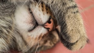 Illustration : Pourquoi votre chat dort-il avec une patte sur les yeux ?