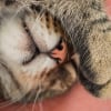 Illustration : Pourquoi votre chat dort-il avec une patte sur les yeux ?