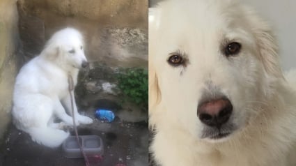 Illustration : Attach&eacute; &agrave; une barri&egrave;re sans eau pendant des heures en Dordogne, un chiot Patou de 6 mois est secouru et confi&eacute; &agrave; la SPA