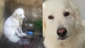 Illustration : "Attaché à une barrière sans eau pendant des heures en Dordogne, un chiot Patou de 6 mois est secouru et confié à la SPA"