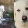 Illustration : Attach&eacute; &agrave; une barri&egrave;re sans eau pendant des heures en Dordogne, un chiot Patou de 6 mois est secouru et confi&eacute; &agrave; la SPA