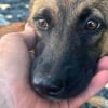 Illustration : Tourment&eacute; par des enfants qui l'ont attach&eacute; avec des fils &eacute;lectriques, ce chiot est sauv&eacute; par la police et confi&eacute; &agrave; une association