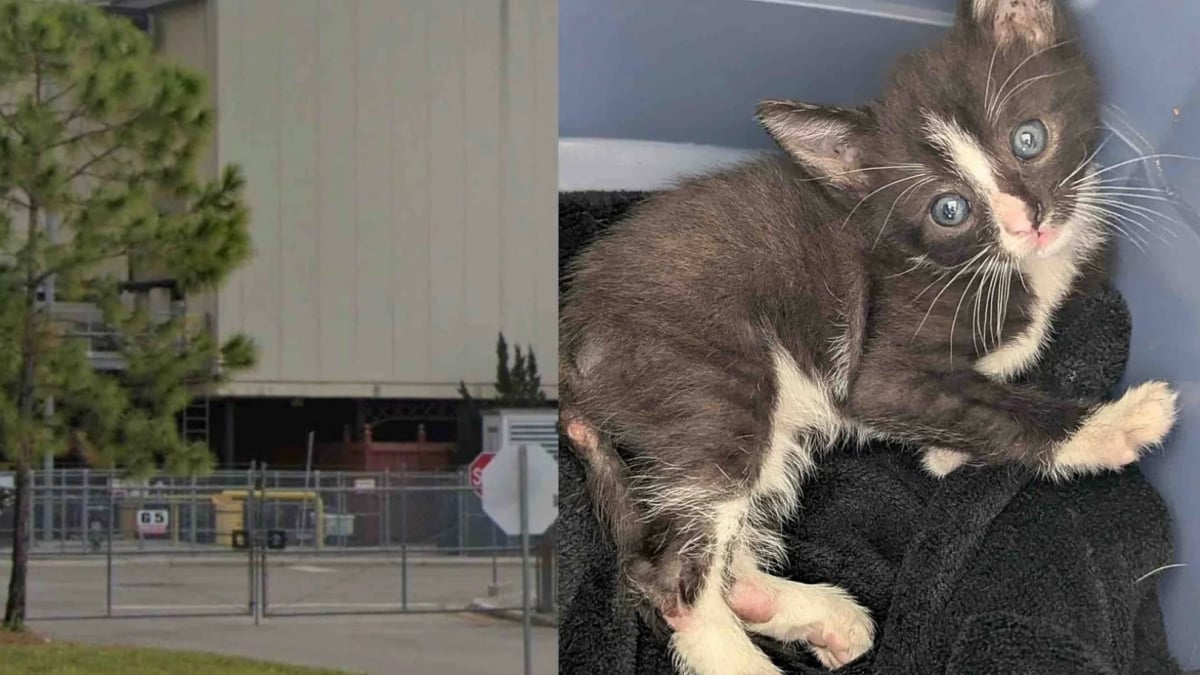 Illustration : "Une conductrice de bus stoppe sa tournée pour sauver un chaton coincé dans un portail électrique et lui offre un nouveau départ"