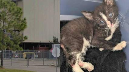Illustration : Une conductrice de bus stoppe sa tourn&eacute;e pour sauver un chaton coinc&eacute; dans un portail &eacute;lectrique et lui offre un nouveau d&eacute;part