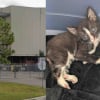 Illustration : Une conductrice de bus stoppe sa tourn&eacute;e pour sauver un chaton coinc&eacute; dans un portail &eacute;lectrique et lui offre un nouveau d&eacute;part