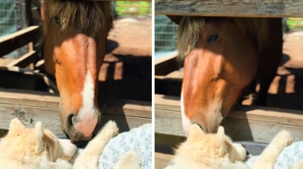 Illustration : &laquo; Ce triste jour est arriv&eacute; &raquo;, un cheval fait ses adieux &agrave; sa compagne Husky de 18 ans qui vit ses derniers instants (vid&eacute;o)