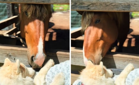 « Ce triste jour est arrivé », un cheval fait ses adieux à sa compagne Husky de 18 ans qui vit ses derniers instants (vidéo)
