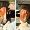 Illustration : &laquo; Ce triste jour est arriv&eacute; &raquo;, un cheval fait ses adieux &agrave; sa compagne Husky de 18 ans qui vit ses derniers instants (vid&eacute;o)