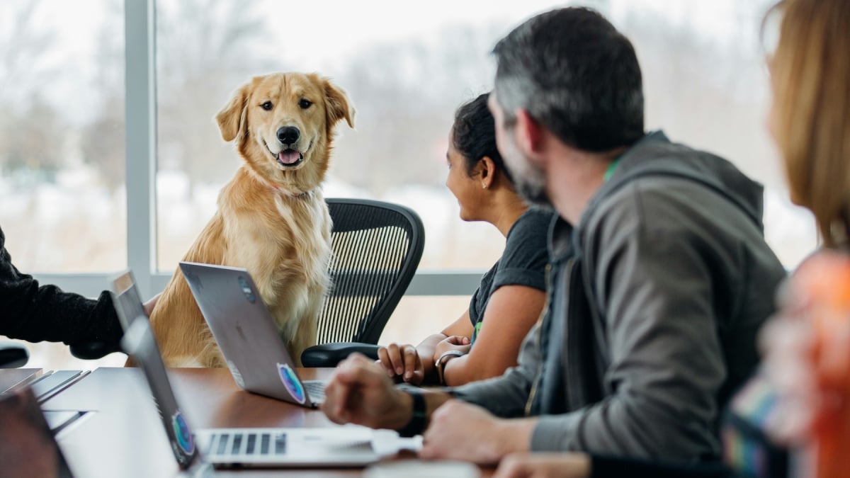Illustration : "Votre chien vous reconnaît-il sur un écran d’ordinateur ? Une étude scientifique répond"