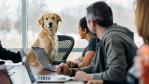 Illustration : Votre chien vous reconna&icirc;t-il sur un &eacute;cran d&rsquo;ordinateur ? Une &eacute;tude scientifique r&eacute;pond