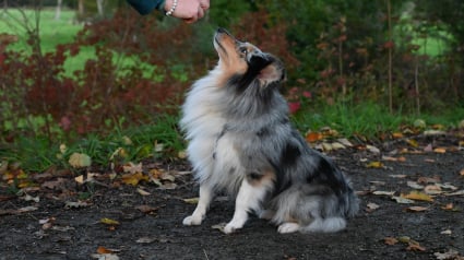 Illustration : Vrai ou Faux : un chien &acirc;g&eacute; ne peut plus apprendre de nouveaux tours ?