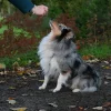 Illustration : Vrai ou Faux : un chien &acirc;g&eacute; ne peut plus apprendre de nouveaux tours ?