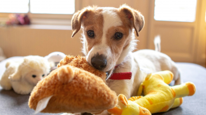 Illustration : Pourquoi votre chien d&eacute;truit-il ses peluches en retirant la mousse ?