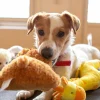 Illustration : Pourquoi votre chien d&eacute;truit-il ses peluches en retirant la mousse ?