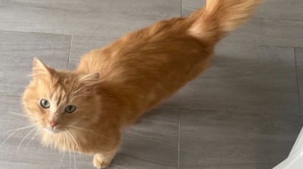 Illustration : 8 chats &agrave; l'adoption qui m&eacute;ritent de conna&icirc;tre le bonheur &agrave; vos c&ocirc;t&eacute;s
